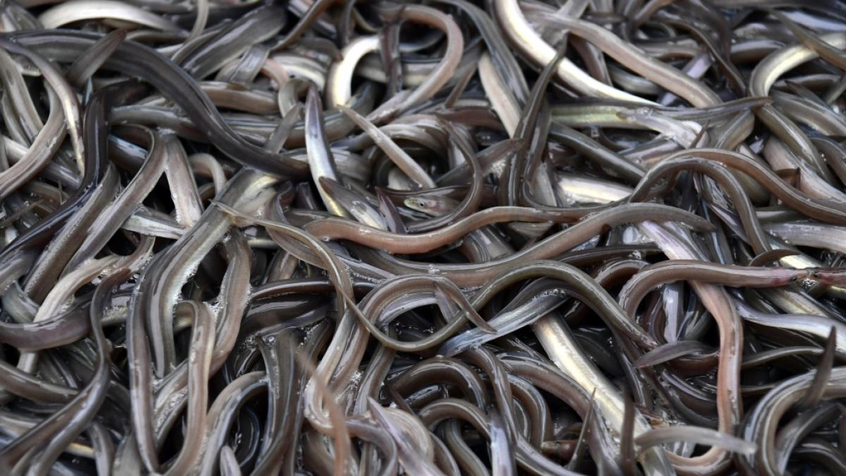 Weil er seine Verstopfung selbst behandeln wollte, f&uuml;hrte sich ein Mann aus China einen lebenden Aal in den Darm ein - mit fatalen Folgen. (Foto)