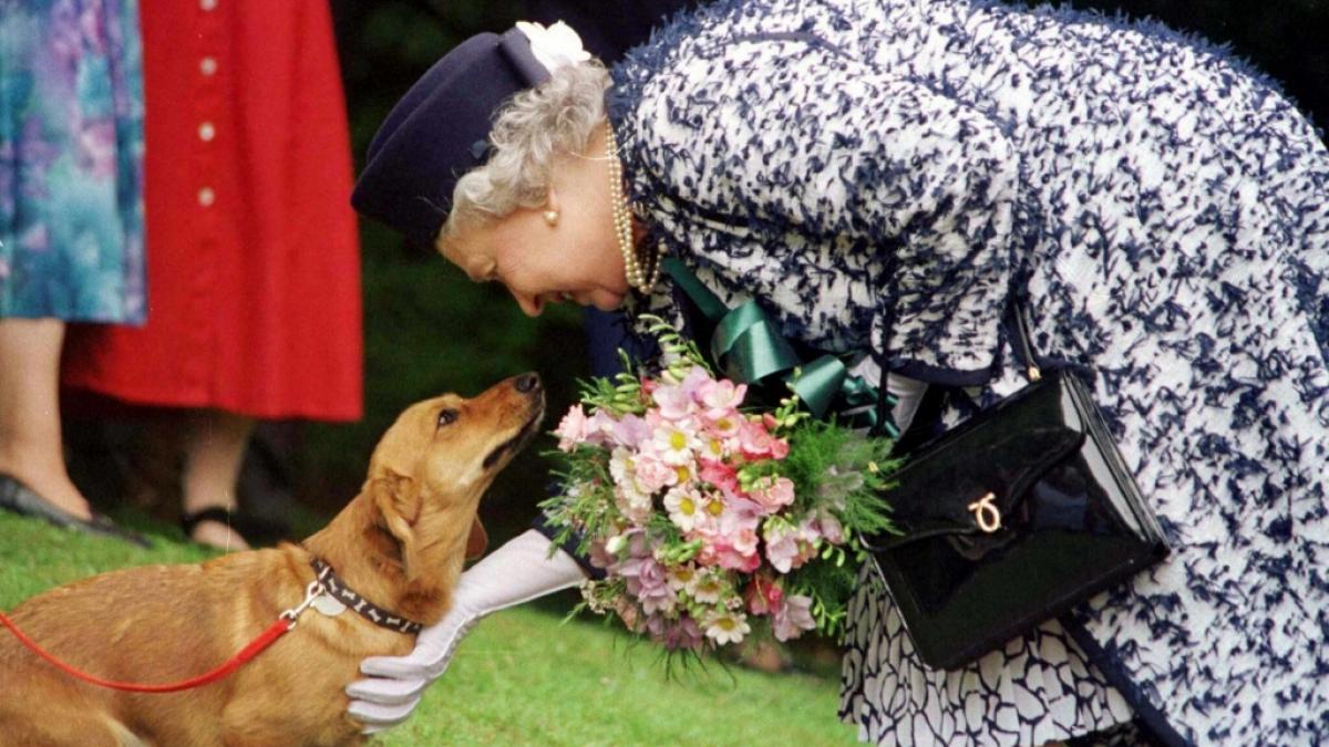 Für tierische Streicheleinheiten nahm sich Queen Elizabeth II. immer Zeit. (Foto)