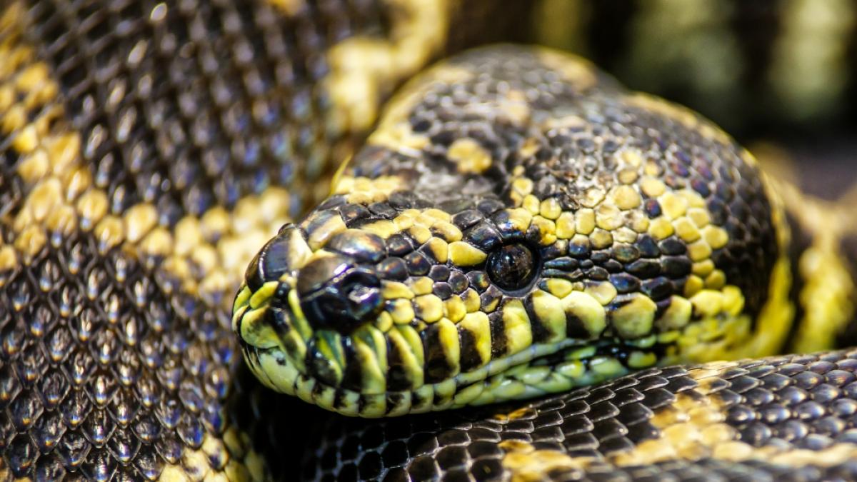In Indonesien hat eine Monsterpython eine Frau bei lebendigem Leibe verschlungen. (Symbolfoto) (Foto)