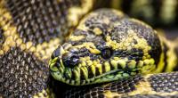 In Indonesien hat eine Monsterpython eine Frau bei lebendigem Leibe verschlungen. (Symbolfoto)