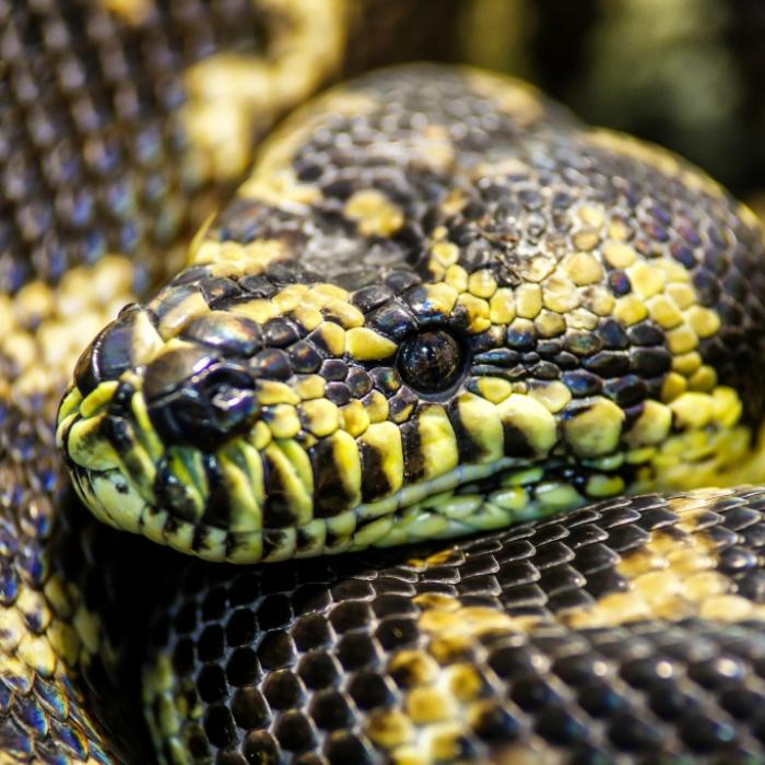 Oma in Bauch von Monsterpython entdeckt! Schlange fraß Frau bei lebendigem Leibe
