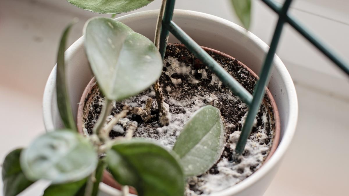 Wei&szlig;e Flecken auf Blumenerde sind nicht nur eklig, sondern k&ouml;nnen auch gef&auml;hrlich werden. (Foto)