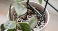Weiße Flecken auf Blumenerde sind nicht nur eklig, sondern können auch gefährlich werden.