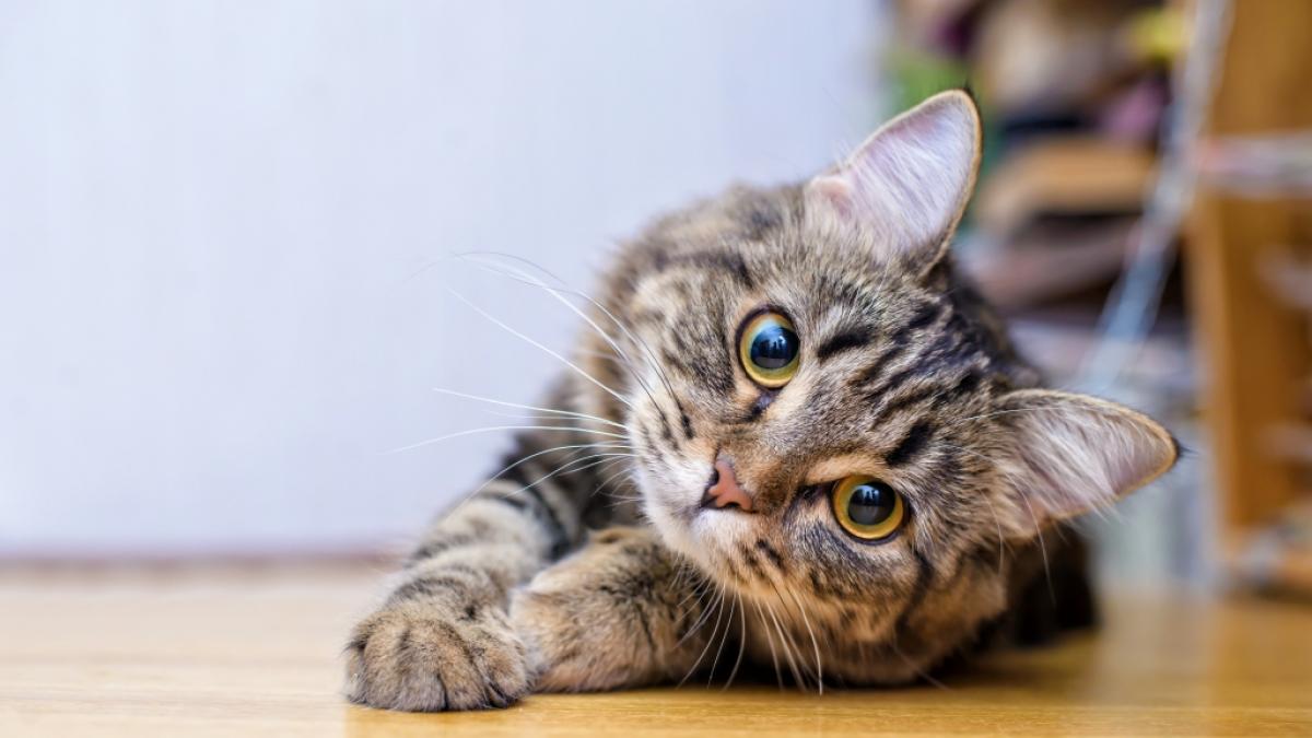 In Graz wurden zwei geh&auml;utete Katzen gefunden. (Symbolfoto) (Foto)