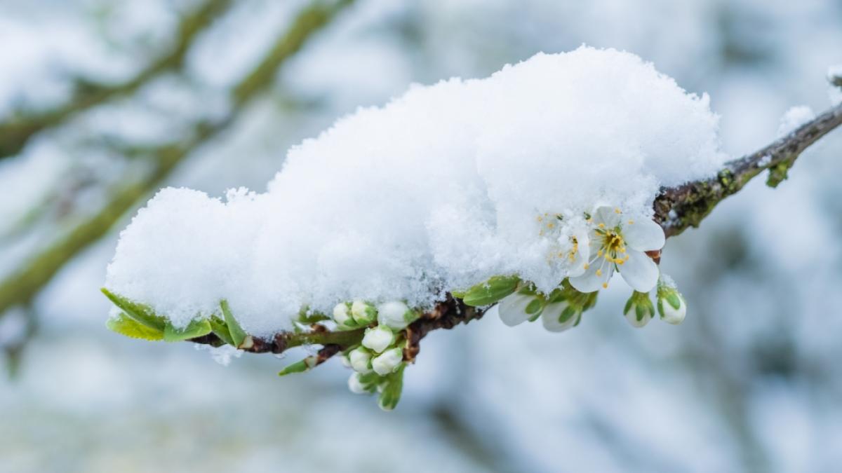Temperatursturz sorgt p&uuml;nktlich zu den Eisheiligen f&uuml;r tr&uuml;be Stimmung. (Foto)