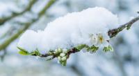 Temperatursturz sorgt pünktlich zu den Eisheiligen für trübe Stimmung.