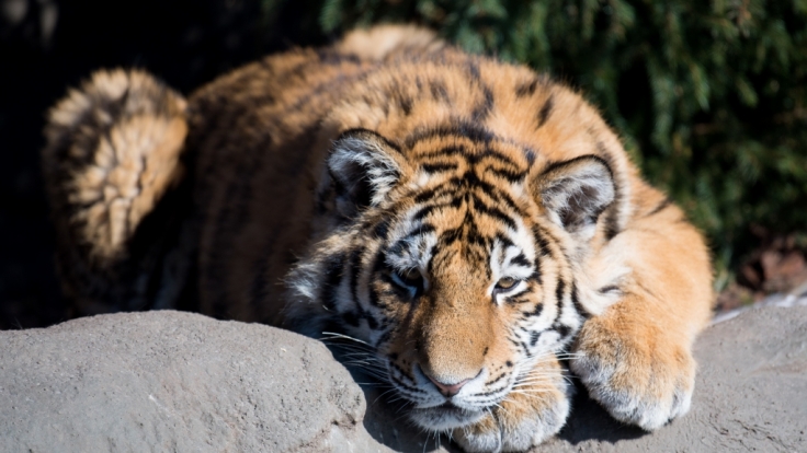 Ein Tiger hat in einem Zoo in China einen Tierpfleger angefallen und tödlich verletzt (Symbolbild).