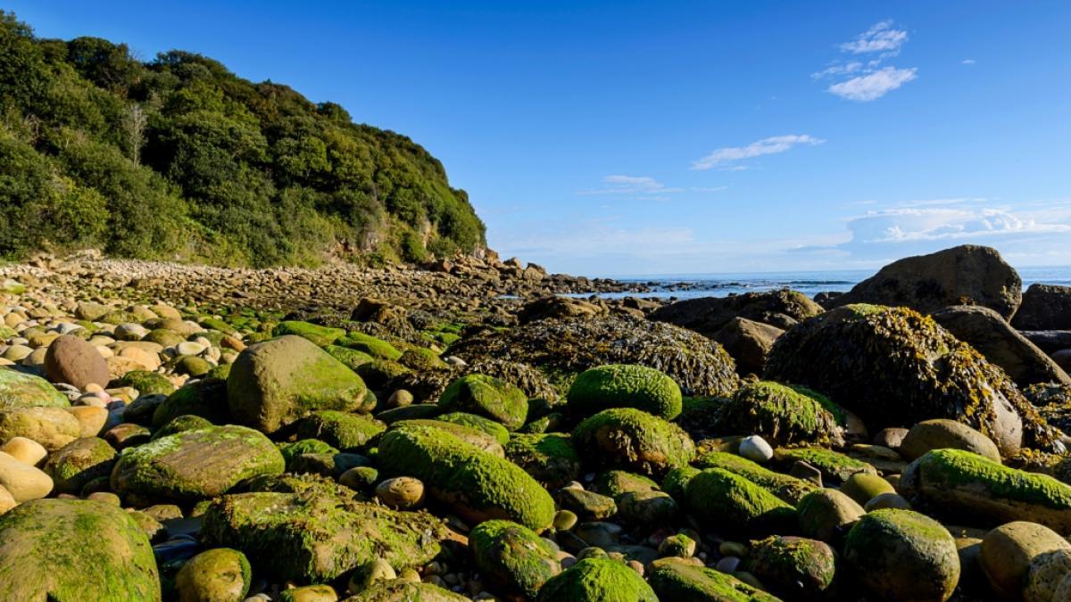 An der malerischen K&uuml;ste von Hayburn Wyke im Norden Englands hat eine Spazierg&auml;ngerin einen gruseligen Fund gemacht (Symbolfoto). (Foto)