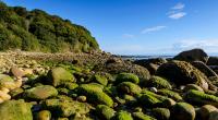 An der malerischen Küste von Hayburn Wyke im Norden Englands hat eine Spaziergängerin einen gruseligen Fund gemacht (Symbolfoto).