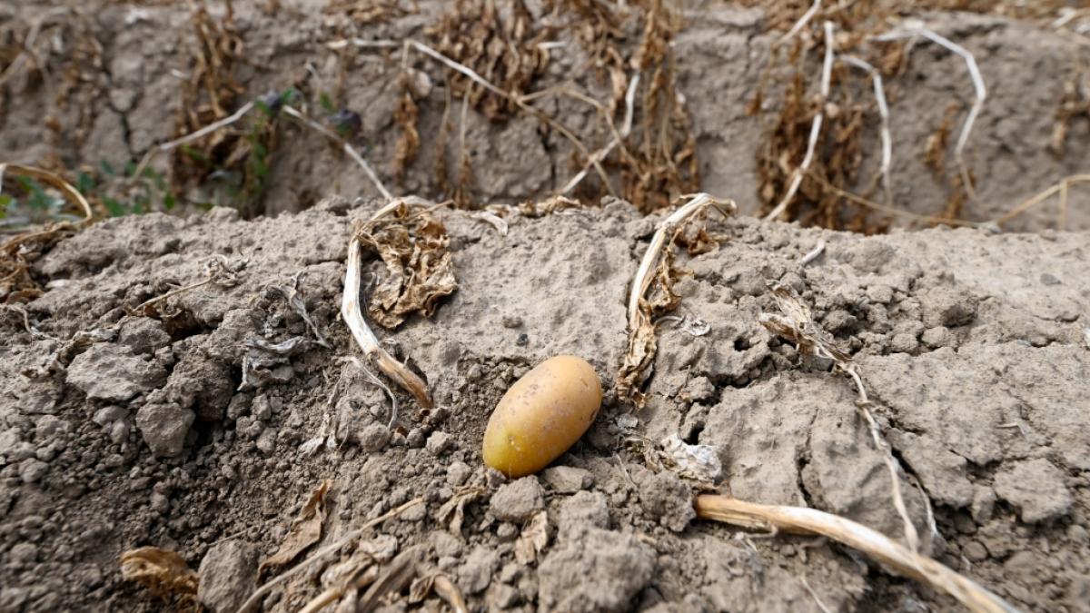 Laut dem Deutschen Bauernverband k&ouml;nnten die Ernteertr&auml;ge dieses Jahr deutlich geringer ausfallen. (Foto)