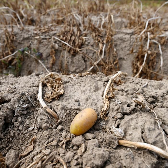 Kartoffelernte droht Totalausfall wegen anhaltender Dürre