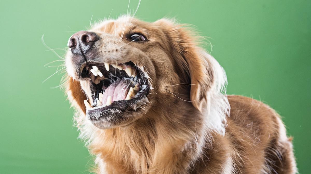 Ein Labrador hat seinem Frauchen im Schlaf das Gesicht zerbissen. (Foto)
