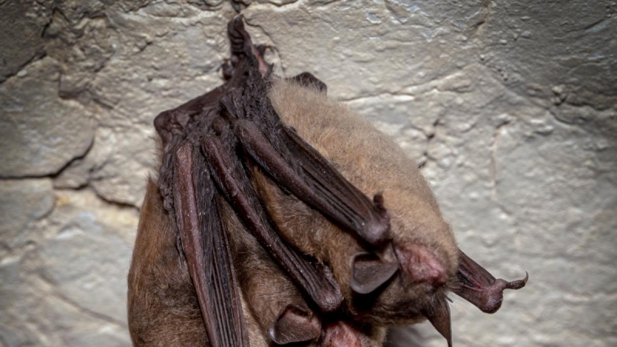 Infekti&ouml;ser Fledermauskot: Familie erkrankt an Histoplasmose (Symbolfoto) (Foto)
