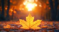 Meteorologen prophezeien goldenes Oktober-Wetter.