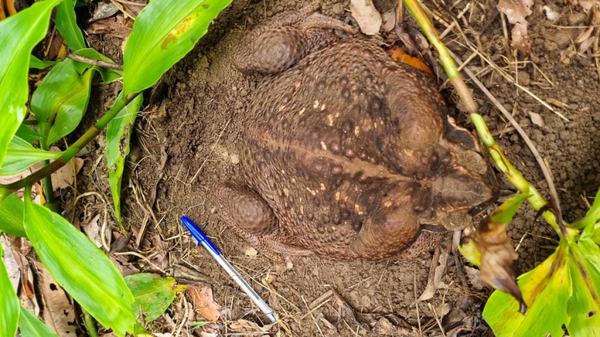 "Toadzilla" bringt fast drei Kilo auf die Waage. (Foto)