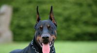 In den USA hat sich ein Paar sexuell an einem Dobermann vergangen. (Symbolbild)