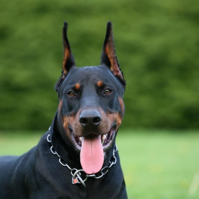 Widerlich! Pärchen hat Dreier mit seinem Dobermann