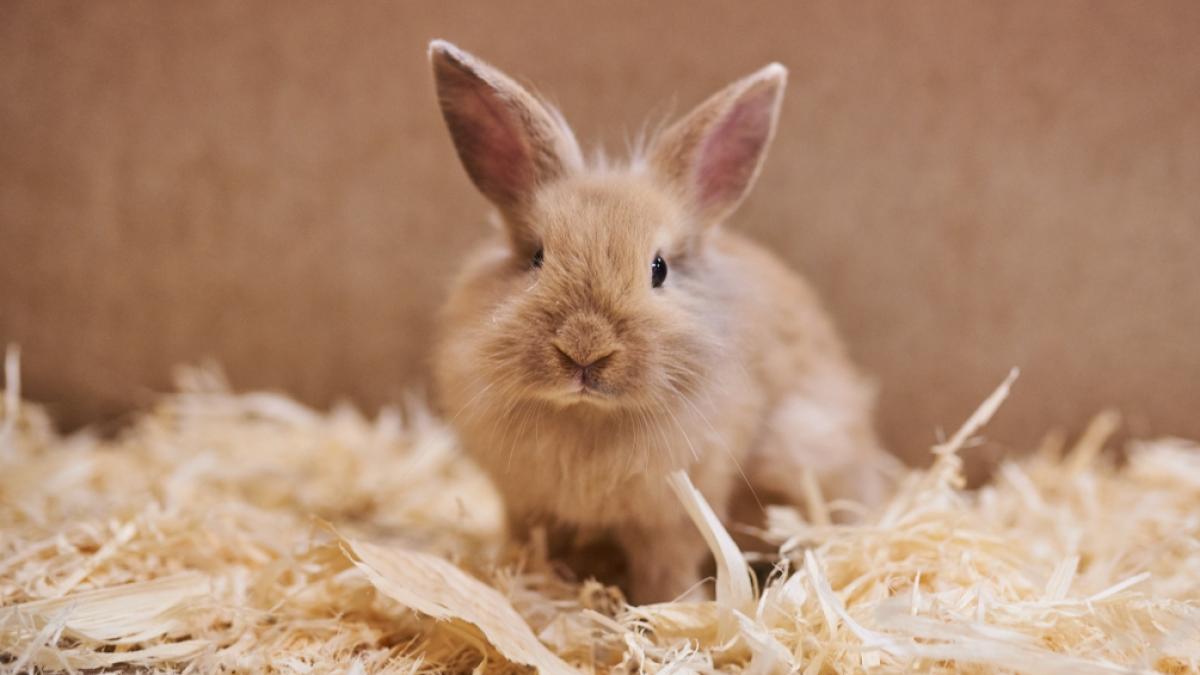 Der betrunkene Vater k&ouml;pfte das Kaninchen seines Sohnes. (Foto)