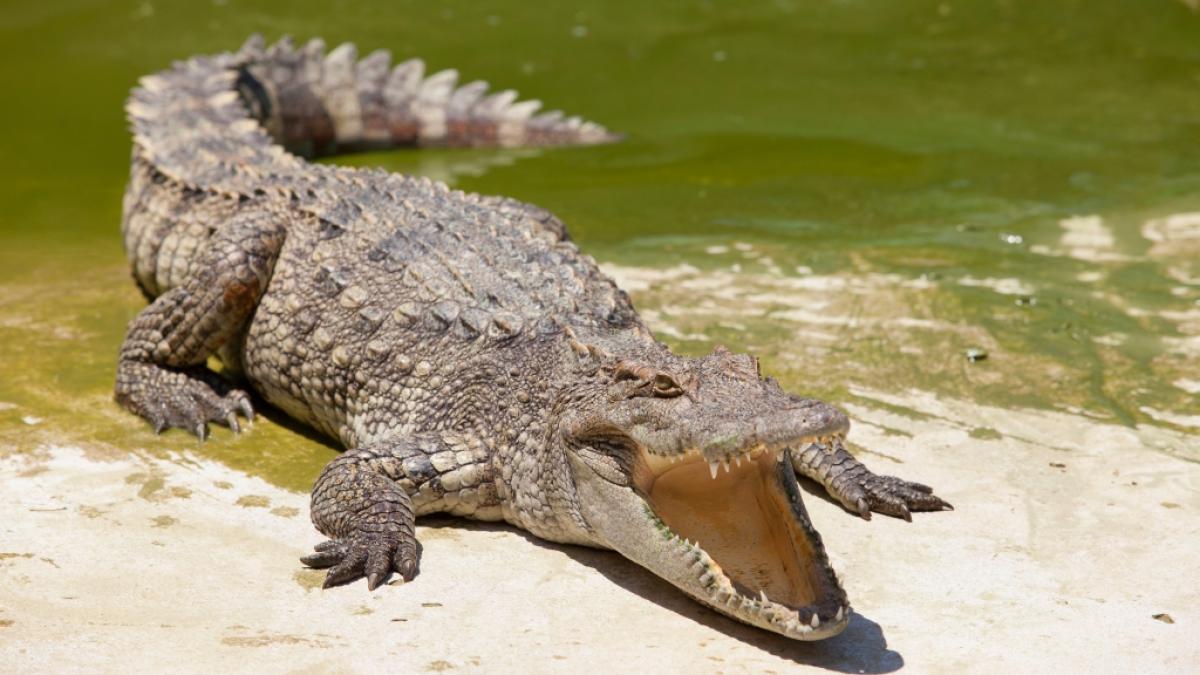 In S&uuml;dafrika erlebte ein dreifacher Vater (37) eine Krokodil-Attacke. (Symbolfoto) (Foto)