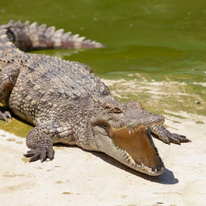 Killer-Reptil mit Baumstamm in die Flucht geschlagen - Frau rettet ihrem Mann das Leben