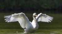 In England hat ein Schwan einen Hund getötet.