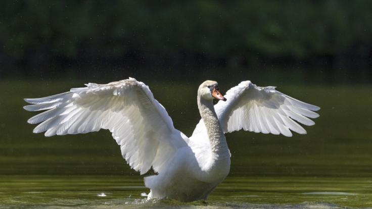 In England hat ein Schwan einen Hund getötet.