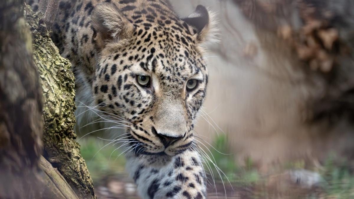 Im niederl&auml;ndischen Safaripark Beekse Bergen ist eine Tierpflegerin an den Folgen eines Leoparden-Angriffs gestorben (Symbolfoto). (Foto)