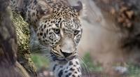 Im niederländischen Safaripark Beekse Bergen ist eine Tierpflegerin an den Folgen eines Leoparden-Angriffs gestorben (Symbolfoto).