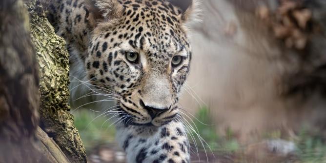 Leoparden-Angriff im Safari-Park