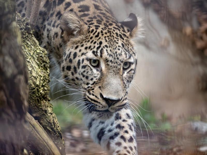 Leoparden-Angriff im Safari-Park: Raubkatze zerfleischt Tierpflegerin - Frau stirbt trotz Not-OP