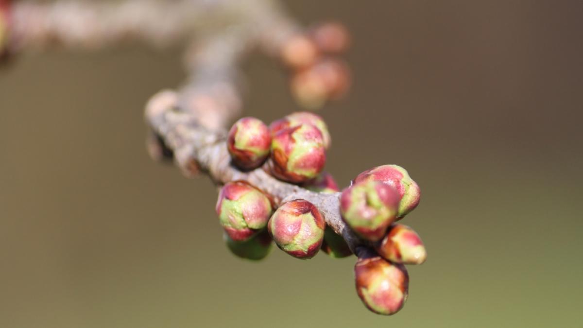 Obwohl die Temperaturen an den kommenden Tagen steigen sollen, stehen Deutschland bitterkalte N&auml;chte bevor. (Foto)