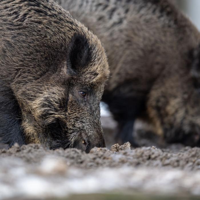 Neue Seuche in Deutschland! Infiziertes Wildschwein gefunden