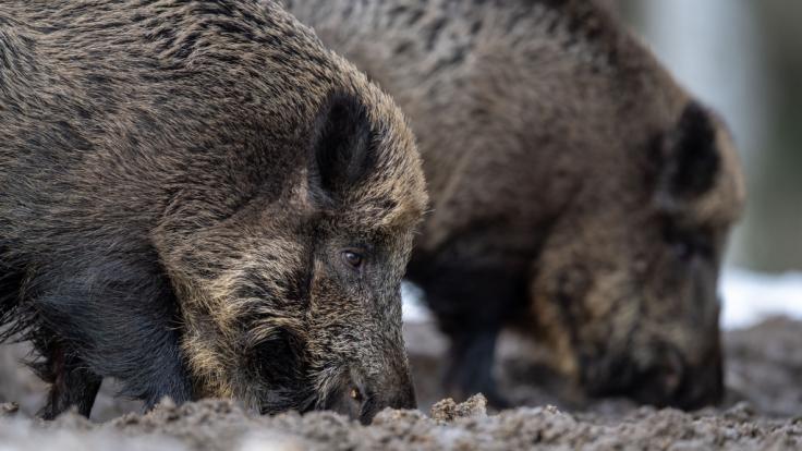 In Brandenburg soll die Afrikanische Schweinepest ausgebrochen sein. (Symbolfoto)