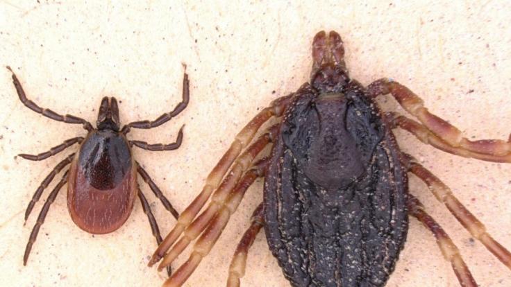 Die Zecken Gemeiner Holzbock (l, Ixodes ricinus) und Hyalomma marginatum liegen in der undatierten Aufnahme zum Größenvergleich nebeneinander.