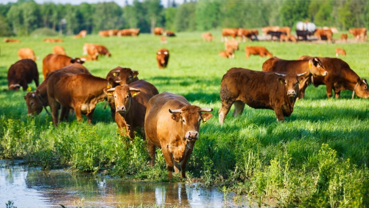 Aggressive Limousin-Rinder haben in England eine Frau get&ouml;tet. (Symbolfoto) (Foto)