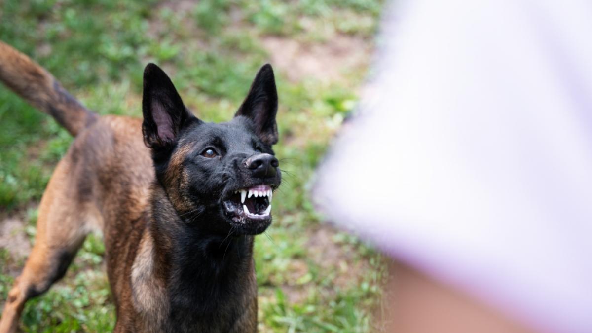 Vier Hunde, darunter drei Belgische Malinois (Bild), haben in den USA einen Arbeiter get&ouml;tet. (Symbolfoto) (Foto)