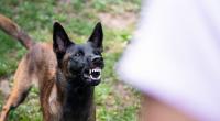 Vier Hunde, darunter drei Belgische Malinois (Bild), haben in den USA einen Arbeiter getötet. (Symbolfoto)