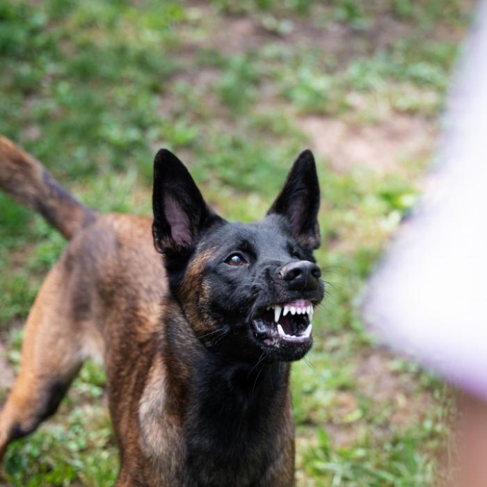 Vier Bestien zerfleischen Mann bei der Arbeit