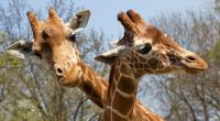 Auch bei schwulen Giraffen gilt: Wer hat den längsten ... Hals. Die Tiere fühlen sich zu Männlein und Weiblein hingezogen. Ganz besonders, wenn die Giraffen sich einsam fühlen, unterscheiden sie nicht bei der Geschlechterwahl.