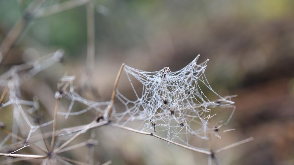 Hitze, Unwetter, Temperatursturz und dann Altweibersommer? Der September zeigt sich wechselhaft. (Foto)