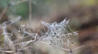 Hitze, Unwetter, Temperatursturz und dann Altweibersommer? Der September zeigt sich wechselhaft.