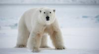 Ein Eisbar hat in Alaska zwei Menschen tödlich verletzt. (Symbolfoto)