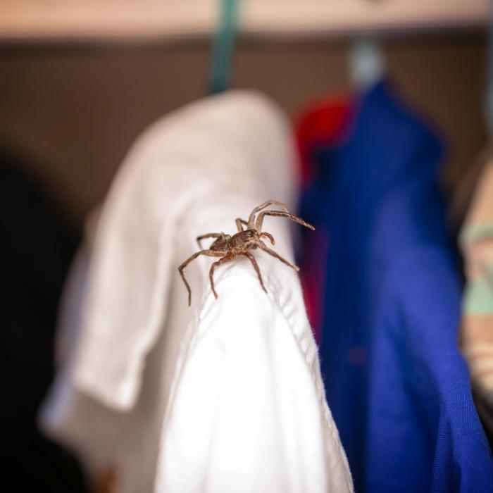 Haut verfault nach Biss! Experten warnen vor tödlicher Giftspinne in Deutschland