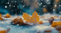 Wie wird das Wetter im November 2024?