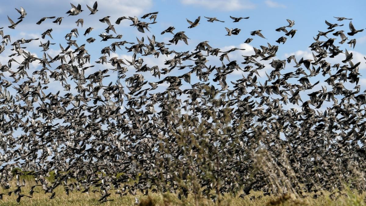Ein mysteri&ouml;ses Vogelsterben besch&auml;ftigt Forscher in den USA. (Foto)