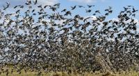 Ein mysteriöses Vogelsterben beschäftigt Forscher in den USA.