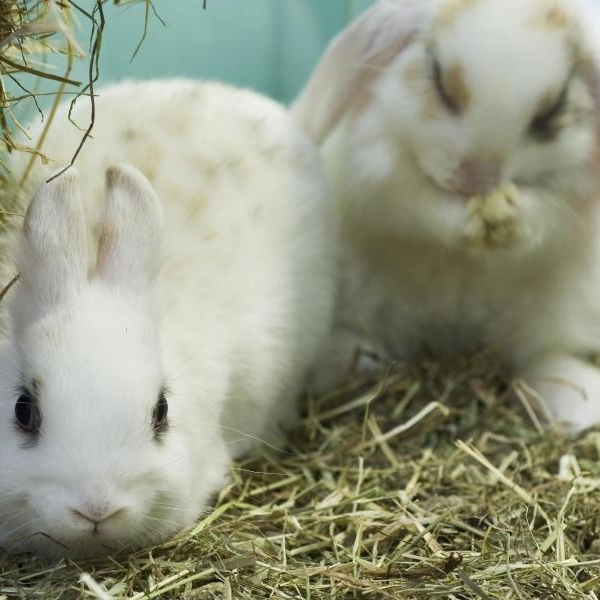 Ehepaar zwingt Kinder, Tiere vor laufender Kamera zu quälen