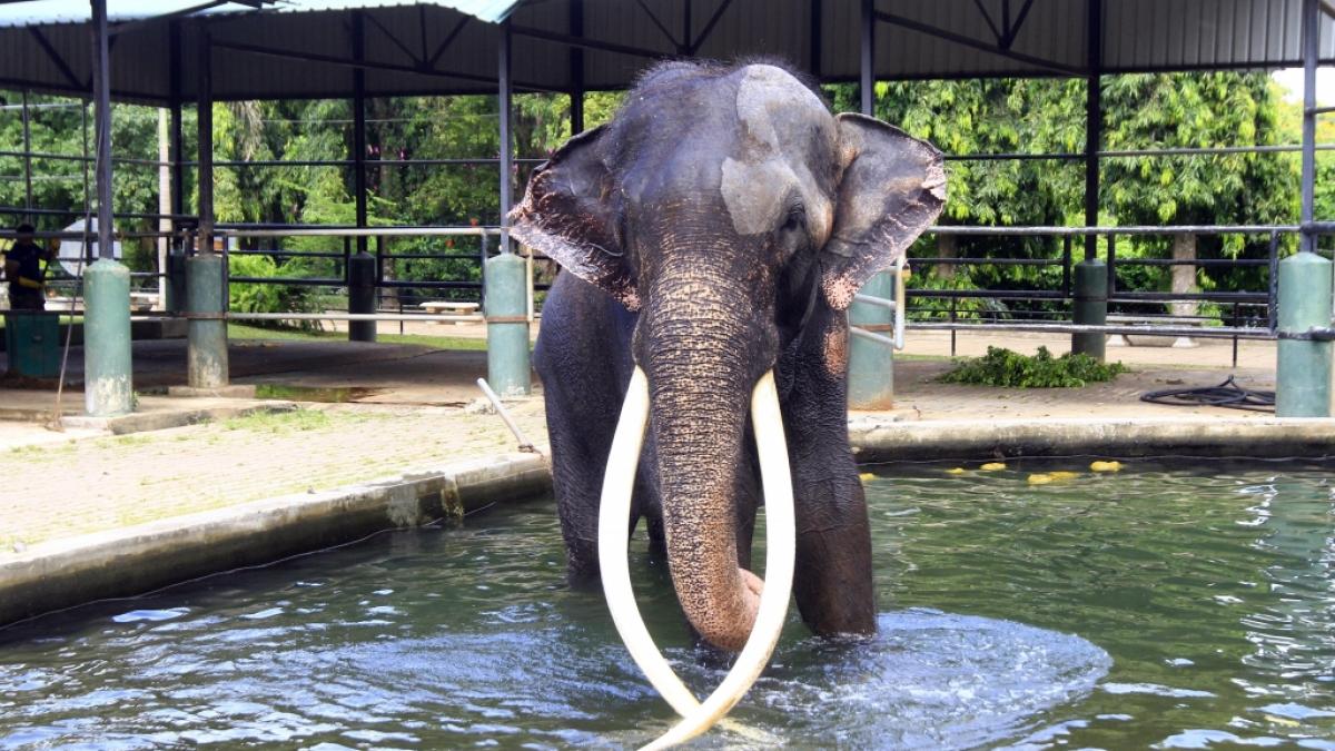 Die hautnahe Begegnung mit einem Elefanten endete f&uuml;r eine 22-j&auml;hrige Thailand-Urlauberin t&ouml;dlich (Symbolfoto). (Foto)