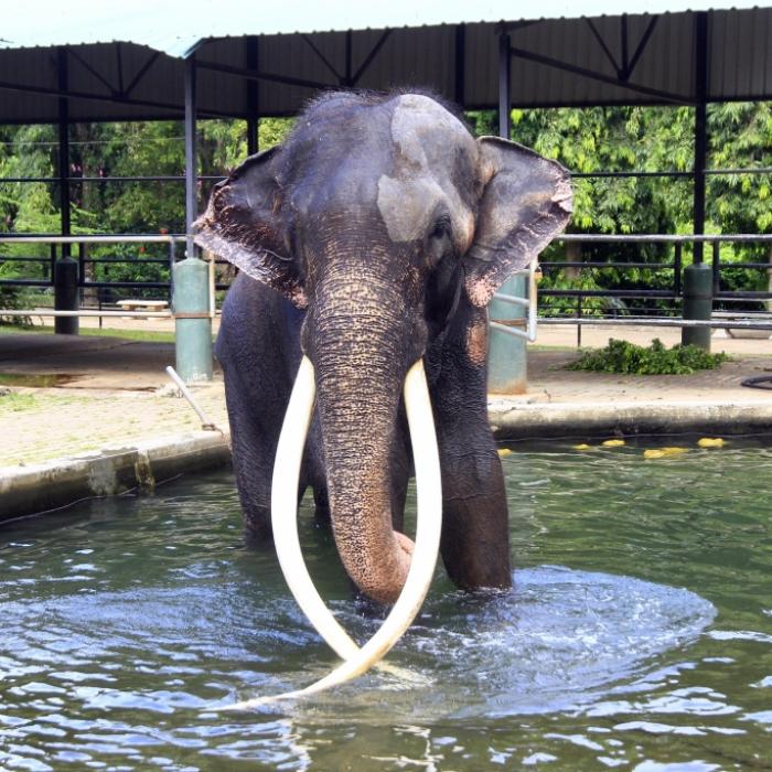 Studentin (22) in Touristen-Oase von Elefant getötet