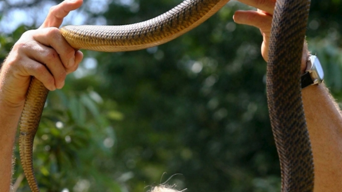 Der bekannte australische Dokumentarfilmer, Abenteurer und Zoodirektor Steve Irwin war 2006 nach der Attacke eines solchen Stachelrochens verstorben. (Foto)